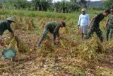 Babinsa Koramil Napan dampingi petani panen kedelai