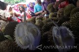 Sejumlah pengunjung memilih durian dalam festival durian khas Kabupaten Pasuruan (Kakap) di kawasan komplek pasar wisata Chenghoo Pandaan, Pasuruan, Jawa Timur, Minggu (19/3). Festival durian khas Kabupaten Pasuruan (Kakap) tersebut bertujuan untuk mempromosikan poteni buah durian yang menjadi salah satu ikon buah khas Kabupaten Pasuruan. Antara Jatim/Umarul Faruq/zk/17