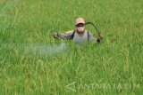 Petani menyemprotkan cairan pestisida pada tamanan padi yang baru berbulir di Desa Bettet, Pamekasan, Jawa Timur, Senin (20/3). Sejak dua pekan terakhir petani di daerah itu mengaku serangan hama belalang meningkat dua kalipat dari biasanya dan mengancam pada penurunan produksi padi. Antara Jatim/Saiful Bahri/zk/17