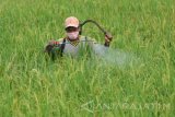 Petani menyemprotkan cairan pestisida pada tamanan padi yang baru berbulir di Desa Bettet, Pamekasan, Jawa Timur, Senin (20/3). Sejak dua pekan terakhir petani di daerah itu mengaku serangan hama belalang meningkat dua kalilipat dari biasanya dan mengancam pada penurunan produksi padi. Antara Jatim/Saiful Bahri/zk/17