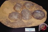 Pencuri Fosil Telur Dinosaurus Berhasil Ditangkap Polisi