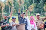 Bupati Tanah Laut, Kalimantan Selatan H. Bambang Alamsyah melakukan panen raya padi, di Desa Kurtingkit, Kecamatan Panyipatan, Selasa (21/3). Foto:Antaranews Kalsel/Arianto/G.