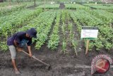 Petani membuat saluran air di lokasi  percontohan tanaman palawija yang dikembang secara tumpang sari di area persiapan Pekan Nasional Kontak Tani dan Nelayan Andalan XV tahun 2017 (Penas-KTNA), Lhong Raya, Banda Aceh, Selasa (21/3). Penas KTNA yang berlangsung tanggal 6 -11 Mei 2017  dijadwalkan dibuka oleh Presiden Joko Widodo itu melibatkan sekitar 50.000 petani seluruh Indonesia bertujuan meningkatkan motivasi petani dan nelayan serta ajang promosi komoditi unggulan Aceh. (ANTARA Aceh/Ampelsa)