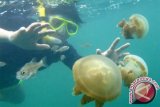 Ubur-ubur jadi berkah di pantai wisata Lampung 