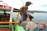 Ubur-ubur Jadi Berkah Pantai Wisata Lampung  