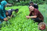 Gubernur Lampung M. Ridho Ficardo (kanan) memanen sayuran Kangkung bersama para wanita tani usai acara =Rembuk Tani= dan Panen Raya padi, di Lapangan Pekalongan, Kabupaten Lampung Timur Maret 2017. (ANTARA FOTO/Humas Pemprov Lampung/Dok).