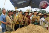 Gubernur Lampung M. Ridho Ficardo (bertopi tengah) pada acara =Rembuk Tani= dan panen padi, di Lapangan Pekalongan, Kabupaten Lampung Timur Maret 2017. (ANTARA FOTO/Humas Pemprov Lampung/Dok).