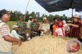 Gubernur Lampung M. Ridho Ficardo (bertopi kanan) pada acara =Rembuk Tani= dan Panen Raya padi petani Lampung, di Lapangan Pekalongan, Kabupaten Lampung Timur Maret 2017. (ANTARA FOTO/Humas Pemprov Lampung/Dok).