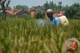 Seorang petani menyemprotkan obat ke tanaman padi di areal sawah sekitar Kepuh, Kabupaten Karawang, Jabar. Itu dilakukan untuk mengantisipasi serangan hama. Foto Antara/M. Ali Khumaini 