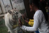 Pengunjung saat melihat harimau benggala putih di Batu Secret Zoo, Jawa Timur, Senin (28/3). Saat ini Batu Secret Zoo, mempunyai 3 jenis harimau langka yang keseluruhannya berjumlah 19 ekor dengan rincian 6 Harimau Sumatera, 12 Harimau Benggala, dan 1 Harimau Siberia. Antara Jatim/Syaiful Arif/zk/17