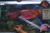 Kompetisi Ikan Louhan angkat potensi perikanan Sumsel