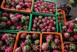 Seorang pekerja menata buah naga di sentra buah Purwoarjo, Banyuwangi, Jawa Timur, Kamis (30/3). Memasuki berakhirnya musim buah naga, membuat harga meningkat dari biasanya harga normal Rp6 ribu per kilogramnya menjadi Rp10 ribu per kilogram, karena pasokan dari petani menurun. Antara Jatim/Budi Candra Setya/zk/17.