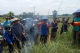 Bupati-petani Gropyokan Tikus Antisipasi Gagal Panen 