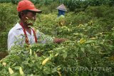 Petani memetik cabai rawit di area persawahan Desa Paron, Kediri, Jawa Timur, Jumat (31/3). Harga cabai rawit di tingkat petani di daerah tersebut terus mengalami penurunan hingga menyentuh harga Rp47.000 per kg akibat mulai lancarnya pasokan di pasaran karena telah memasuki panen raya. Antara Jatim/Prasetia Fauzani/zk/17