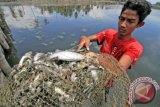 Petani memperlihatkan ikan tambak miliknya yang mati mendadak di Desa Bangka Jaya, Kecamatan Dewantara, Aceh Utara, Aceh, Jumat (31/3). Ribuan ikan dan udang di areal tambak seluas 43 haktar itu mati mendadak sejak Rabu (29/3), diduga karena air tercemar limbah dari salah satu pabrik yang beroperasi di kawasan itu. (ANTARA FOTO/Rahmad)