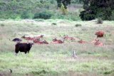 Kawanan banteng berada di Savana sadengan Taman Nasional Alas Purwo, Banyuwangi, Jawa Timur, Jumat (1/4). Dari hasil pengamatan petugas, Padang savana Sadengan yang memiliki luas sekitar 84 hektar tersebut terdapat sekitar 43 jenis satwa liar diantaranya banteng yang menjadi ikon, rusa dan merak. Antara Jatim/Budi Candra Setya/zk/17