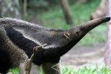 Seekor anteater atau pemakan semut raksasa (myrmecophaga tridactyla) kiriman dari Singapore Zoo berada di kandang khusus di taman satwa Jatim Park II, Batu, Jawa Timur, Minggu (2/4). Kiriman anteater atau pemakan semut raksasa tersebut merupakan hasil kerjasama antar kebun binatang sebagai upaya konservasi, pembiakan dan pertukaran satwa. Antara Jatim/Ari Bowo Sucipto/zk/17