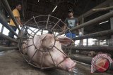 Para pekerja menyiapkan ternak babi untuk didistribusikan ke konsumen di Rumah Potong Hewan Denpasar, Senin (3/4). Menurut para saudagar, penjualan daging babi cenderung mengalami penurunan hingga 35 persen karena dampak isu penyakit Meningitis Streptococcus Suis (MSS) meskipun di Bali saat ini menjelang Hari Raya Galungan dan Kuningan. FOTO ANTARA/Nyoman Budhiana/i018/2017.