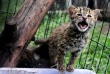 Seekor anak kucing hutan (Prionailurus bengalensis) yang diberi nama Komang berada di kandang karantina usai diselamatkan dari pemburu satwa liar di Javan Langur Centre (JLC), Batu, Jawa Timur, Selasa (4/4). Selanjutnya satwa dilindungi tersebut akan menjalani proses rehabilitasi selama kurang lebih 4 bulan yakni untuk melatih insting berburu sebelum dilepasliarkan. Antara Jatim/Ari Bowo Sucipto/zk/17.