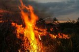 Api membakar semak belukar saat terjadi kebakaran lahan gambut di Pekanbaru, Riau, Senin (3/4). Sulitnya akses jalan ke lokasi yang terbakar sempat membuat petugas kewalahan memadamkan api yang membakar lahan seluas tiga hektare tersebut. ANTARA FOTO/Rony Muharrman/aww/17