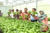 Foto bersama usai panen perdana tanaman sistem hidroponik program sosial Bank Indonesia 2016 di lingkungan Pondok Pesantren Bahrul Ulum (Islamic Centre) Sungailiat Kabupaten Bangka, Rabu (5/4). (antarababel.com/ Septi Artiana)