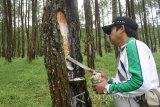 Petugas perhutani melakukan penyadapan getah pinus sebagai bahan baku terpentin dan kosmetik di hutan lindung Coban Talun, Batu, Jawa Timur, Selasa (4/4). Perum Perhutani berupaya mengoptimalkan produksib hasil hutan berupa getah pinus terkait menurunnya produksi kayu perhutani yang terus menurun. Antara Jatim/Ari Bowo Sucipto/zk/17.