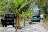 Sejumlah  kendaraan melintas di jalan yang ditanami pohon pisan oleh warga di Pesanggaran, Banyuwangi, Jawa Timur, Selasa (4/4). Aksi menanam pohon pisang itu sebagai bentuk protes dan kekesalan warga karena jalan rusak yang tidak kunjung diperbaiki akibat sering dilewati kendaraan berat yang tidak sesuai dengan klas jalan. Antara Jatim/Budi Candra Setya/zk/17.