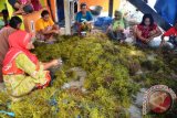  WWF Dorong Optimalisasi SDA Pesisir 