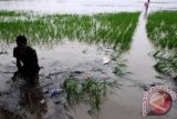 Puluhan Ha Sawah Rusak Akibat Banjir 