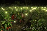 Seorang pemilik kebun buah naga memeriksa tanamannya yang disinari lampu di perkebunan Sobo, Banyuwangi, Jawa Timur, Selasa (11/4)malam. Teknik penyinaran menggunakan lampu listrik tersebut, guna mensiasati kebutuhan cahaya  untuk membantu tanaman buah naga berbuah lebih banyak dan tidak tergantung pada musim. Antara Jatim/Budi Candra Setya/zk/17.