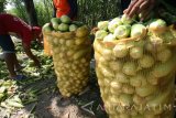 Petani mengemas jagung manis ke dalam karung usai dipanen di area pertanian Desa Kuncir, Nganjuk, Jawa Timur, Rabu (12/4). Meskipun hasil panen jagung manis menurun hingga 20 persen akibat cuaca buruk, petani di daerah tersebut mengaku masih untung karena harga jagung manis mengalami kenaikan dari normalnya Rp2.500 menjadi Rp3.500 akibat pasokan di pasaran berkurang. Antara Jatim/Prasetia Fauzani/zk/17