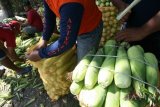 Petani mengemas jagung manis ke dalam karung usai dipanen di area pertanian Desa Kuncir, Nganjuk, Jawa Timur, Rabu (12/4). Meskipun hasil panen jagung manis menurun hingga 20 persen akibat cuaca buruk, petani di daerah tersebut mengaku masih untung karena harga jagung manis mengalami kenaikan dari normalnya Rp2.500 menjadi Rp3.500 akibat pasokan di pasaran berkurang. Antara Jatim/Prasetia Fauzani/zk/17