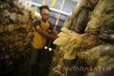 Pekerja memanen Jamur Tiram (Pleurotus Ostreatus) disalah satu sentra pertanian jamur di Sumberjo Kademangan, Blitar, Jawa Timur, Sabtu (15/4). Petani didaerah tersebut menyatakan jika hasil panen jamur tiram dalam kurun waktu dua bulan terakhir mengalami penurunan sekitar 20 persen dari biasanya 150 kilogram jamur perhari menjadi 120 kilogram akibat kondisi cuaca yang sering berubah-ubah. Antara Jatim/Irfan Anshori/zk/17