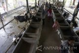 Wisatawan berjalan menikmati pemandangan sapi perah di sentra kampung susu di Tulungagung, Jawa Timur, Jumat (14/4). Wisata kampung susu atau sentra peternakan sapi perah menjadi wahana edukasi alternatif yang digemari wisatawan setempat, terutama dari kalangan keluarga dan siswa sekolah. Antara Jatim/Destyan Sujarwoko/zk/17