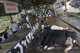 Wisatawan berjalan menikmati pemandangan sapi perah di sentra kampung susu di Tulungagung, Jawa Timur, Jumat (14/4). Wisata kampung susu atau sentra peternakan sapi perah menjadi wahana edukasi alternatif yang digemari wisatawan setempat, terutama dari kalangan keluarga dan siswa sekolah. Antara Jatim/Destyan Sujarwoko/zk/17