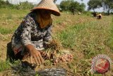 Sejumlah petani memanen bawang merah di desa Lamanyang, Kecamatan Peukan Bada, Kabupaten Aceh Besar, Aceh, Senin (17/4). Para petani  menyatakan hasil panen bawang merah di daerah itu menurun dibanding panen sebelumnya, akibat terserang virus dan selain petani juga mengaku kesulitan modal usaha untuk  pengadaan bibit unggul, pupuk dan biaya perawatan. (ANTARA Aceh/Ampelsa)