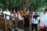 Bupati Kabupaten Hulu Sungai Selatan (HSS) H. Achmad Fikry terus memacu dan memfasilitasi peternak sapi yang tergabung dalam Kelompok Tani Karya Sejati Desa Tamiyang Kecamatan Sungai Raya dengan Program Sapi Induk Wajib Bunting, program ini memberikan layanan secara gratis berupa Inseminasi Buatan, pemberian pakan suplemen, mendapatkan penanganan dan pengobatan, menghasilkan anak sapi berketurunan baik, dan memperpendek jarak kelahiran anak sapi, di Desa Tamiang, Kecamatan Sungai Raya, Rabu (19/4).Foto : Fathurrahman/Dinas Kominfo HSS/Antara Kalsel