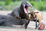 Hentikan perburuan rusa di Komodo