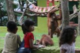 Sejumlah anak melihat Orangutan Kalimantan (Pongo pygmaeus) saat berlibur di Kebun Binatang Surabaya (KBS), Jawa Timur, Senin (24/4). Kunjungan pengunjung pada libur panjang di kebun binatang tersebut meningkat hingga empat kali lipat dibandingkan dengan hari biasanya. Antara Jatim/Moch Asim/zk/17