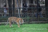 Sejumlah pengunjung berada di samping kandang Harimau Sumatera (Panthera tigris sumatrae) saat berlibur di Kebun Binatang Surabaya (KBS), Jawa Timur, Senin (24/4). Kunjungan pengunjung pada libur panjang di kebun binatang tersebut meningkat hingga empat kali lipat dibandingkan dengan hari biasanya. Antara Jatim/Moch Asim/zk/17