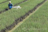 Petani menyiram tanaman bawang merah untuk produksi bibit di Wilangan, Nganjuk, Jawa Timur, Rabu (26/4). Setelah tanaman berumur 50 hari, bawang merah tersebut dipanen dan digantung selama sekitar tiga bulan dan ditaburi kalsium agar tahan hama yang selanjutnya dijual dengan harga Rp40 ribu hingga Rp50 ribu per kilogram untuk memenuhi permintaan bibit bawang merah. Antara Jatim/Foto/Siswowidodo/zk/17