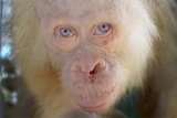 BOSF Nyaru Menteng Pastikan Orangutan Berkulit Putih Adalah Albino 
