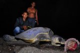 Seekor penyu jenis lekang (Lepidochelys olivacea) mendarat untuk bertelur di Pantai Boom, Banyuwangi, Jawa Timur, Senin (1/5/2017). Dari tujuh jenis penyu di dunia terdapat enam jenis penyu yang mendarat di Indonesia, empat di antaranya mendarat di sejumlah pantai di kawasan Banyuwangi, yakni penyu lekang, penyu belimbing, penyu hijau, dan penyu sisik. (ANTARA FOTO/Budi Candra Setya)