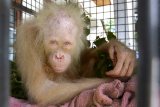 Orangutan Albino Pertama di Kalimantan