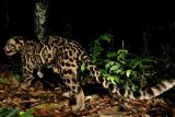 Seekor macan dahan diselamatkan saat terjepit pohon di Solok