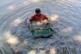 Warga mencari cacing sutra (tubifex) di Sungai Kalimas Surabaya, Kamis (4/5). Dalam sehari pencari cacing sutra rata-rata mendapatkan 10 kg yang dijual sekitar Rp35.000 perkilogramnya untuk pakan ikan air tawar dan ikan hias. Antara Jatim/Abdullah Rifai/zk/16