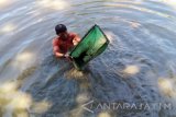 Warga mengayak untuk memisahkan cacing sutra (tubifex)dengan endapan lumpur  di Sungai Kalimas Surabaya, Kamis (4/5). Dalam sehari pencari cacing sutra rata-rata mendapatkan 10 kg yang dijual sekitar Rp35.000 perkilogramnya untuk pakan ikan air tawar dan ikan hias. Antara Jatim/Abdullah Rifai/zk/16