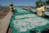 Pekerja menjemur teri nasi ekspor  di Pantai Jumiang,   Pamekasan, Jawa Timur, Kamis (4/5). Pada awal musim tangkap tahun ini, teri yang dihargai Rp22 ribu hingga Rp25 ribu per kg itu, tangkapan nelayan setempat masih berkisar 200 kg hingga 500 kg per hari dan jumlah tersebut diperkirakan akan mencapai hingga 8 ton per hari dalam satu bulan kedepan. Antara Jatim/Saiful Bahri/zk/17