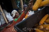 Pekerja melepas biji jagung menggunakan penggiling di Desa Lowayu, Gresik, Jawa Timur, Kamis (4/5). Jagung pipilan asal Desa Lowayu tersebut dijual ke tengkulak dengan harga Rp4000 per kilo. Antara Jatim/Naufal Ammar/zk/17.