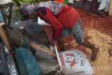Pekerja melepas biji jagung menggunakan penggiling di Desa Lowayu, Gresik, Jawa Timur, Kamis (4/5). Jagung pipilan asal Desa Lowayu tersebut dijual ke tengkulak dengan harga Rp4000 per kilo. Antara Jatim/Naufal Ammar/zk/17.
